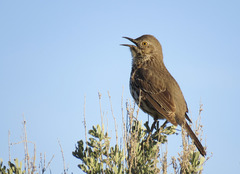 Oreoscoptes montanus