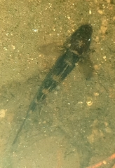 Glossogobius giuris