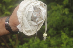 Peromyscus leucopus texanus