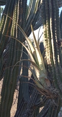 Tillandsia makoyana