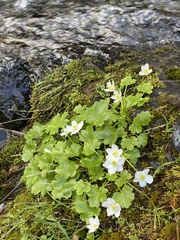 Kumlienia hystricula