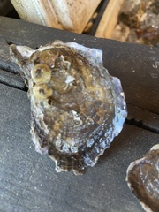 Pterioidea