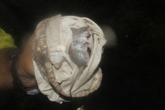 Peromyscus leucopus texanus