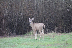 Odocoileus hemionus columbianus