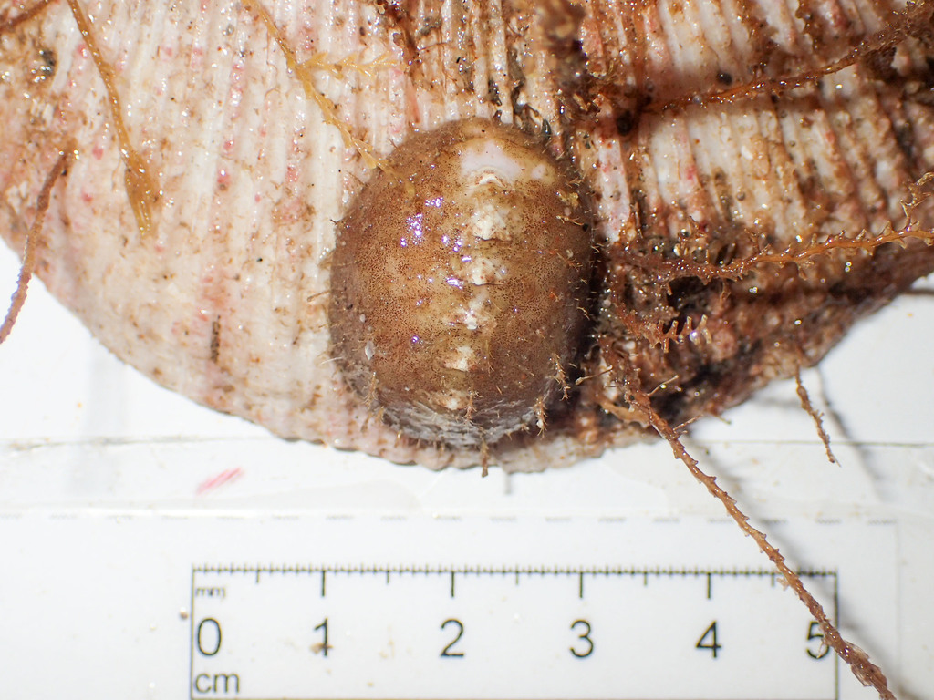 Amicula