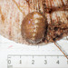 Concealed Chiton - Photo (c) Claude Nozères, some rights reserved (CC BY-NC), uploaded by Claude Nozères