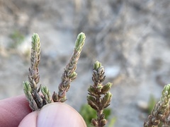 Atriplex matamorensis