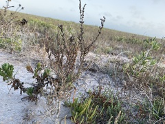 Atriplex matamorensis
