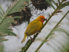 Ploceus bojeri