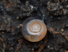Glyphyalinia