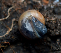 Glyphyalinia