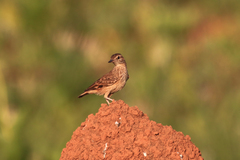 Geositta poeciloptera