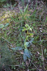 Ophrys sphegodes massiliensis