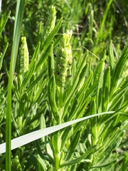 Lavandula viridis
