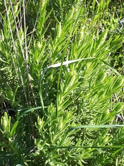 Lavandula viridis
