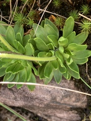 Craterostigma wilmsii