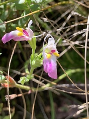 Craterostigma wilmsii