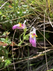 Craterostigma wilmsii