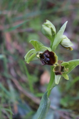 Ophrys sphegodes massiliensis