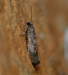 Epinotia celtisana