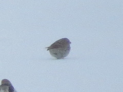 Calcarius lapponicus