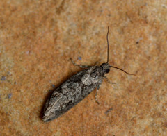 Epinotia celtisana