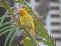Ploceus bojeri
