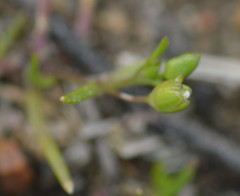 Sagina decumbens