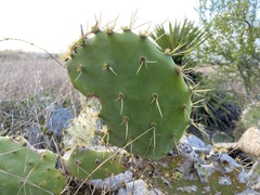 Opuntia gomei