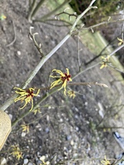 Hamamelis vernalis