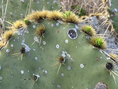 Opuntia gomei