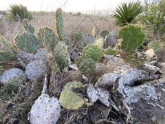 Opuntia gomei