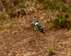 Ceryle rudis