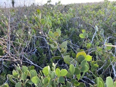 Maytenus phyllanthoides