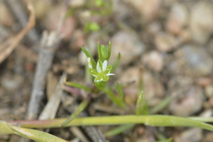 Sagina decumbens