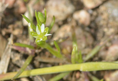 Sagina decumbens