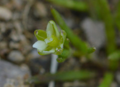 Sagina decumbens