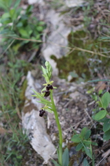 Ophrys sphegodes massiliensis