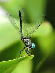 Micrathyria ocellata