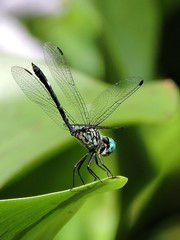 Micrathyria ocellata