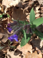 Pulmonaria australis