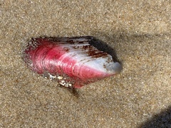 Modiolus americanus