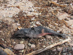 Phocoena phocoena phocoena