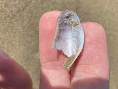 Modiolus americanus