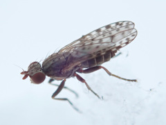 Pherbellia schoenherri