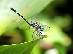 Micrathyria ocellata