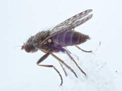 Pherbellia schoenherri