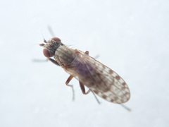 Pherbellia schoenherri