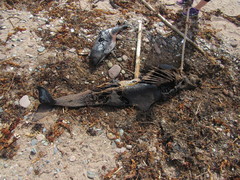 Phocoena phocoena phocoena