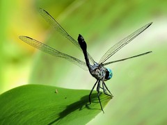 Micrathyria ocellata